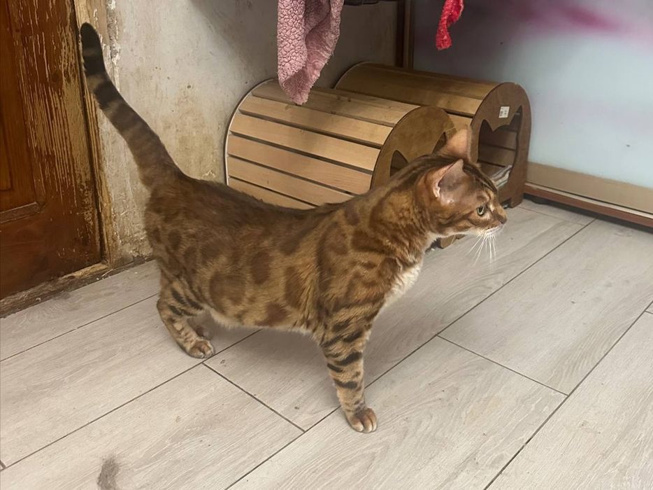 Отдам в добрые руки кошечку бенгальской породы