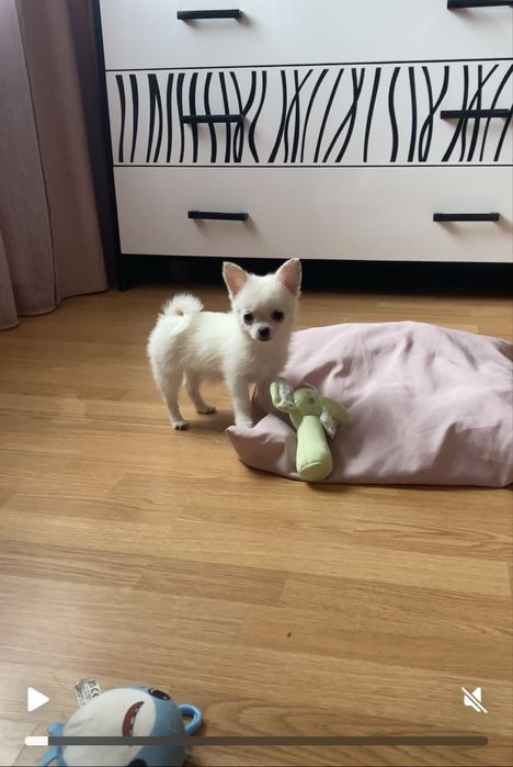 Дітки від чіхуа та шпіца