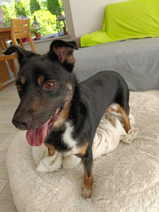 Riko poleca się do adopcji