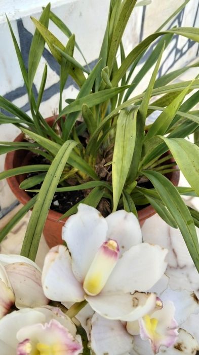 Orquídea disponível