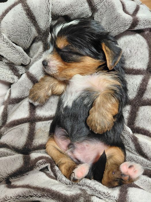 Біройорк солоденький хлопчик