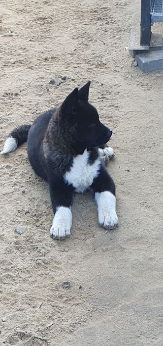 Akita Amerykańska Okazja