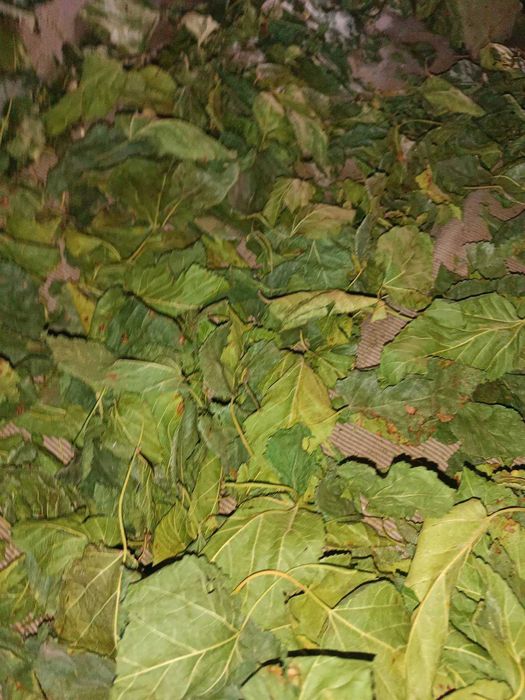 Пропоную на продаж листя шовковиці