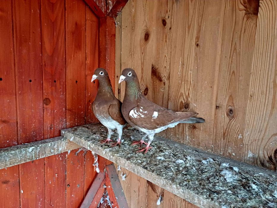 Gołebie mulemansy tygrysy pocztowe