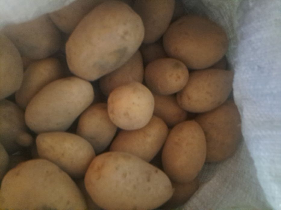 Домашня картопля