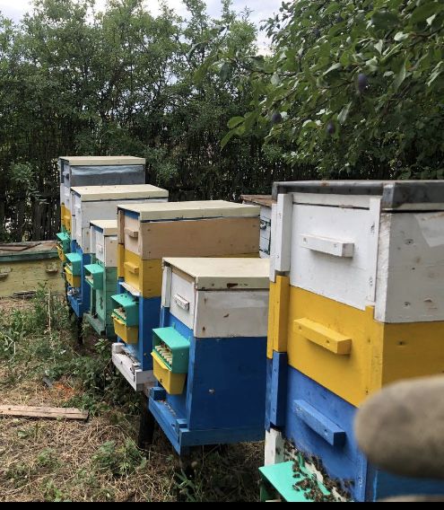 Вулики 8 рамкові (Паливоди)