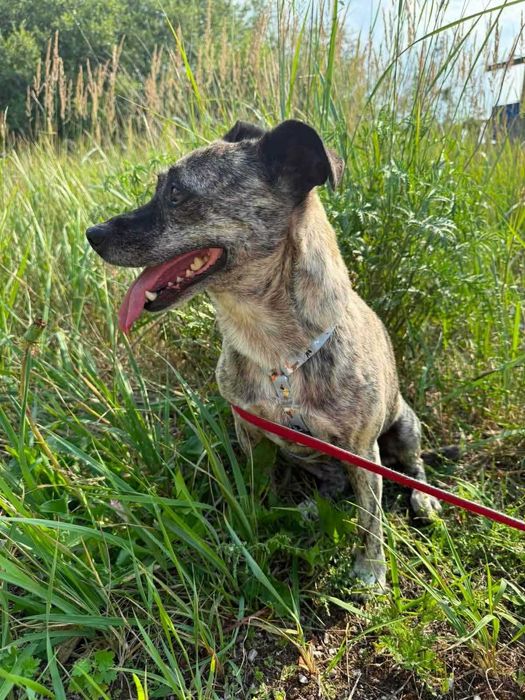 Pieski do adopcji