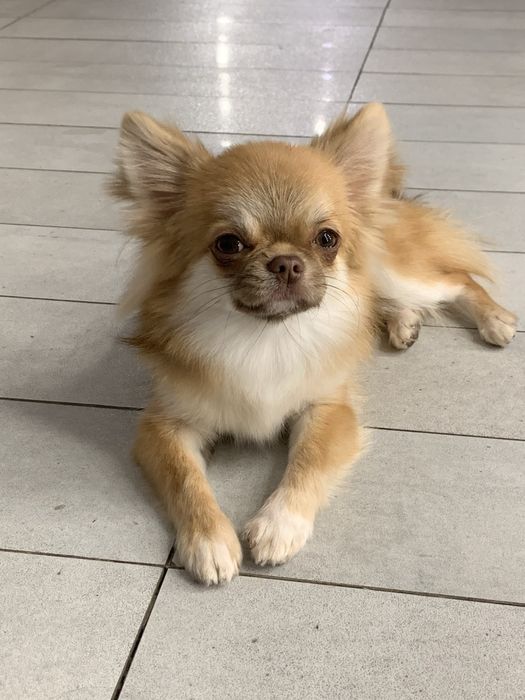 Чихуахуа довгошерстий КСУ запрошує на вязку