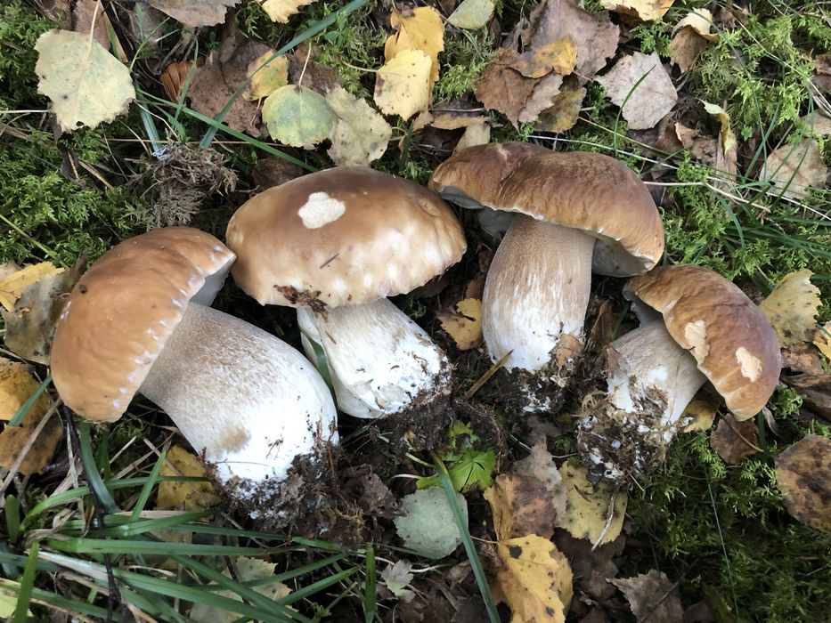 Карпати , різні ВАРІАНТИ ЗЕМЛІ