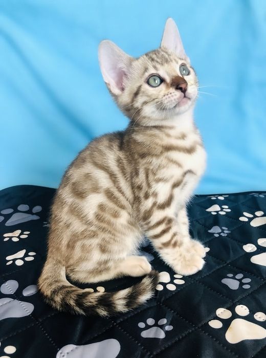 Бенгальське кошеня Мінк