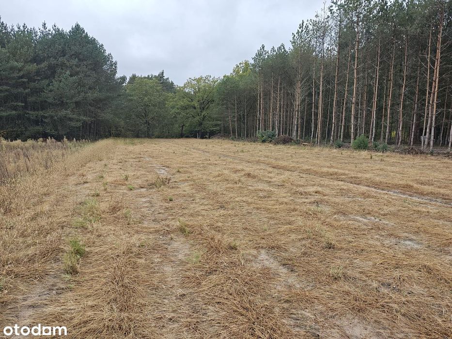 Piękna działka przy lesie nad Pilicą (warunki WZ na dwa domy) - Widok 3