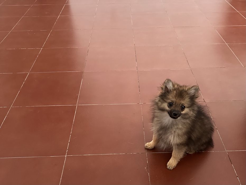 Spitz alemã anã fêmea