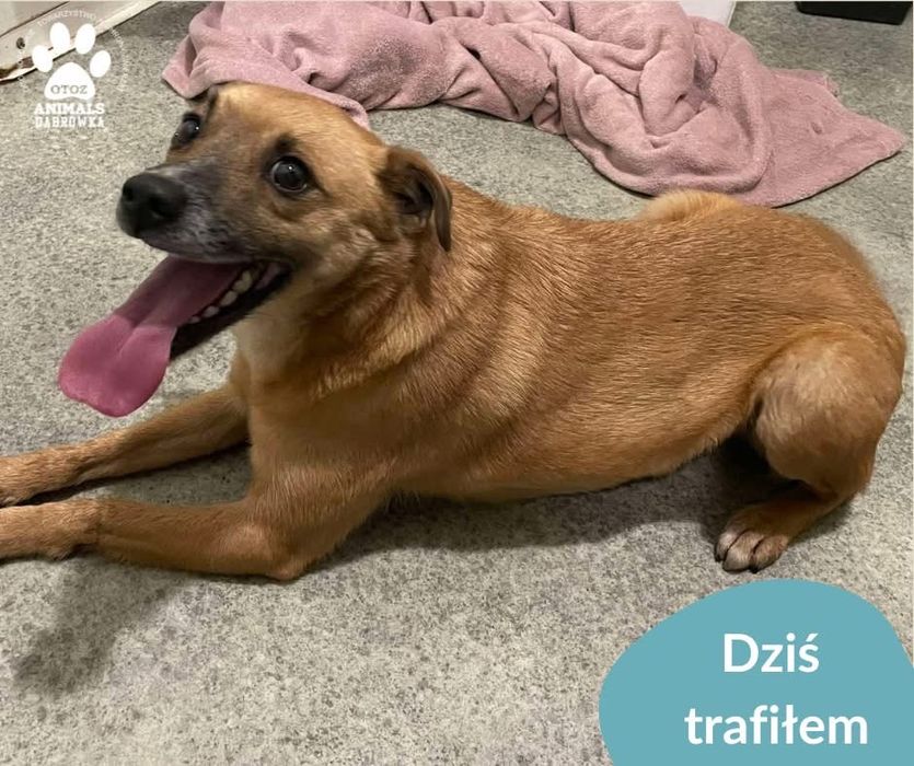 25.12.24 pies znaleziony Sierakowice