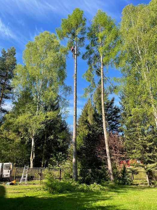 Wycinka drzew,skracanie i formowanie koron,ścinka drzew trudnych,rębak