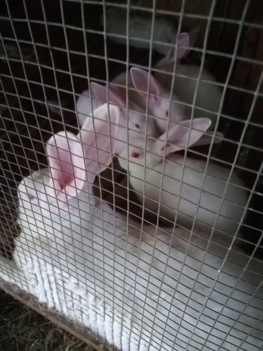 Кролі термонці різного віку. Провакциновані від двох хворіб.