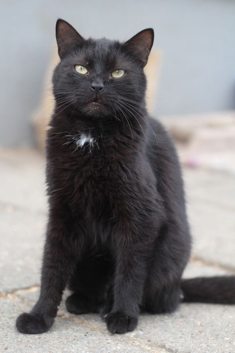 Czy ten piękniś ma jeszcze szansę na prawdziwy dom?