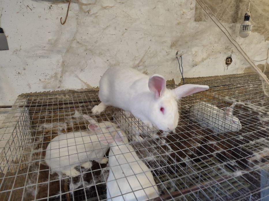 Племенные самцы белый панон