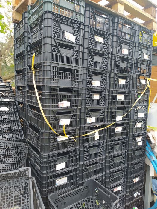 Skrzynki plastikowe 60z40cm