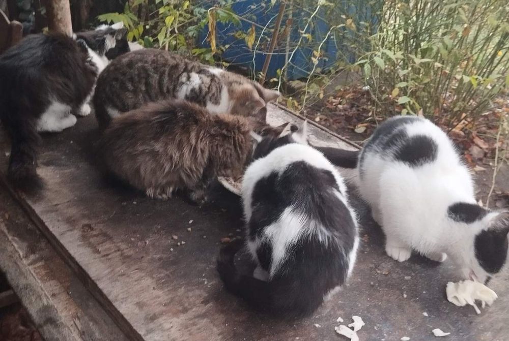 Шукаємо дім кошенятам