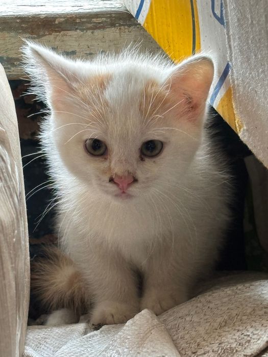 Маленькі кошенята