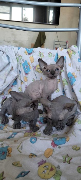 Дівчатка канадського сфінкса