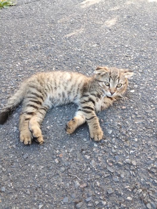 Віддам в добрі руки кошенят