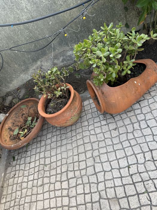 Vendo conjunto de 3 vasos de barro, 2 deles já com plantas suculentas