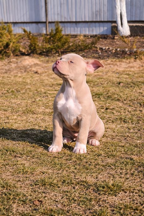 American Bully дівчинка