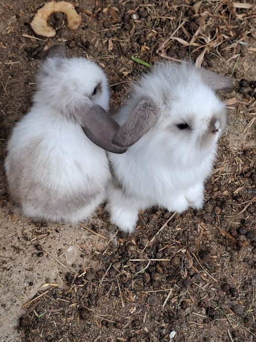 Coelhos Anões Raça Belier Puros