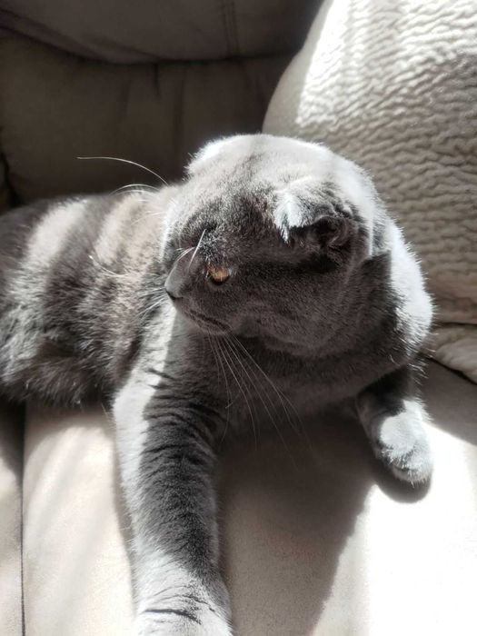 шукаю   наречену