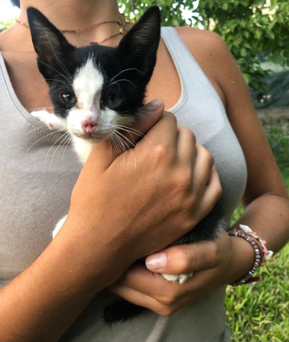 Gatinho Bebé Macho para Adoção