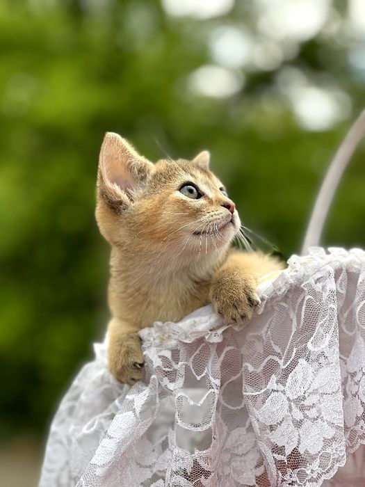 Чарівний абісінський хлопчик.Доставка за кордон.