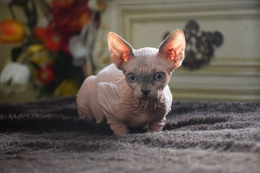 Lyborius Legacy - Canadian Sphynx