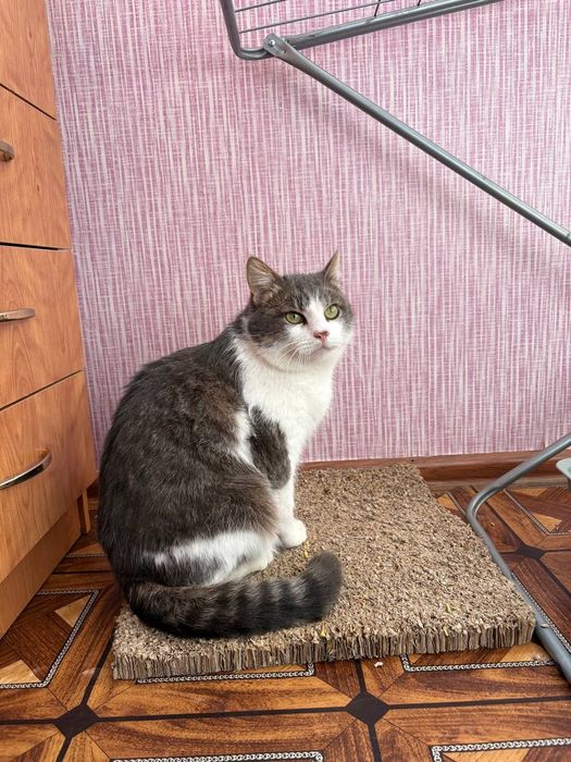 Котик в добрі ручки