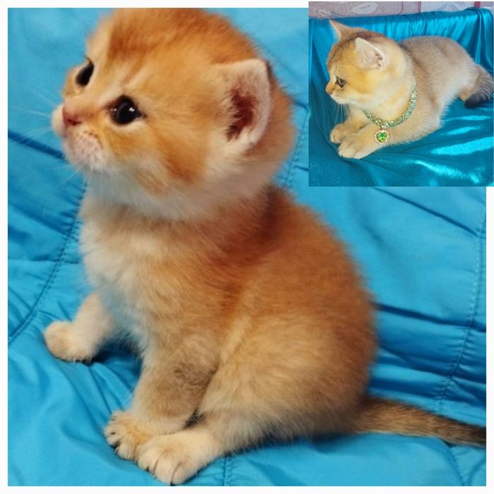 Кошеня! Чудовий золотий хлопчик! Шиншила