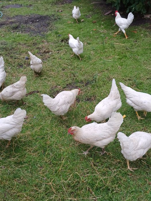 Leghorn jaja lęgowe