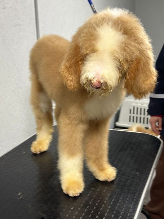 Королевский китайский гигант пудель/лабродудль