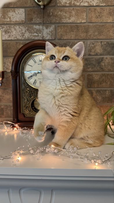 Золота шиншила котики