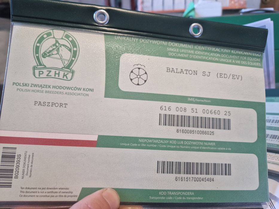 Wałach śląski bardzo spokojny