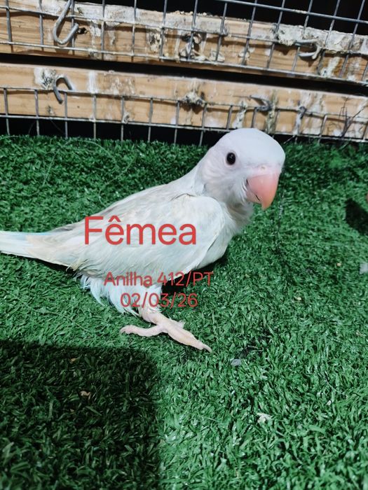 Ring neck criados a mão