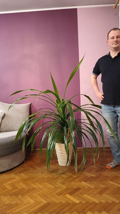 Wielki Pandanus utilis z dzieckiem!