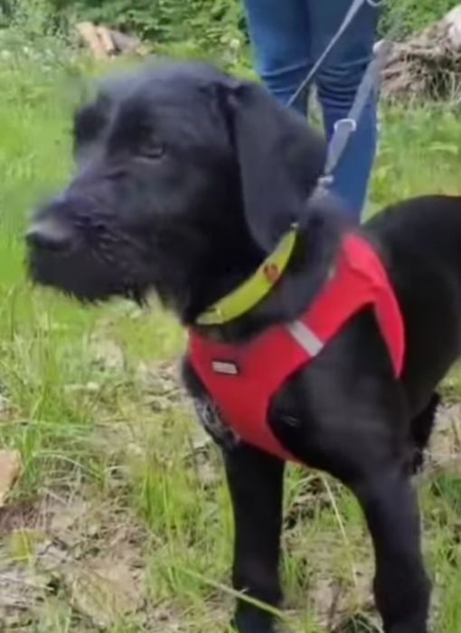 4 miesięczna sunia do adopcji