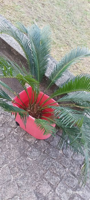 Rebentos Cyca Revoluta