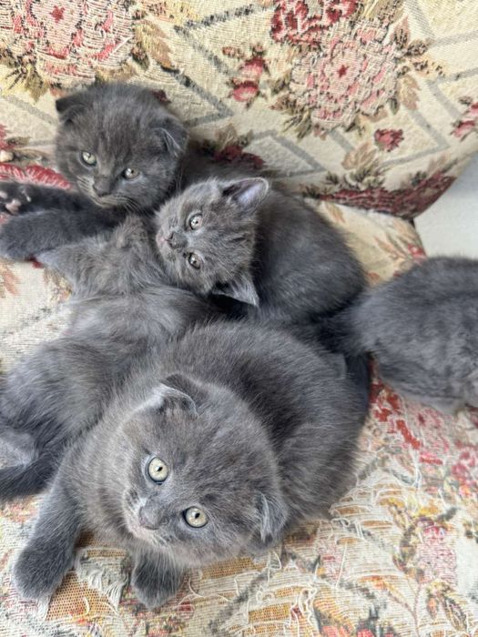 Котики шотландські висловухі