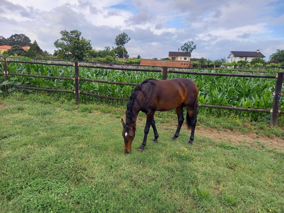 lusitano muito Tipico