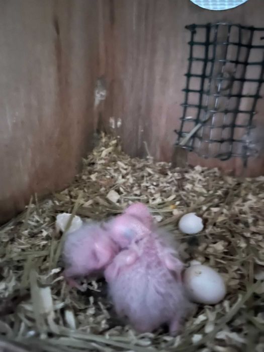 Passaros  para mudar  de casa