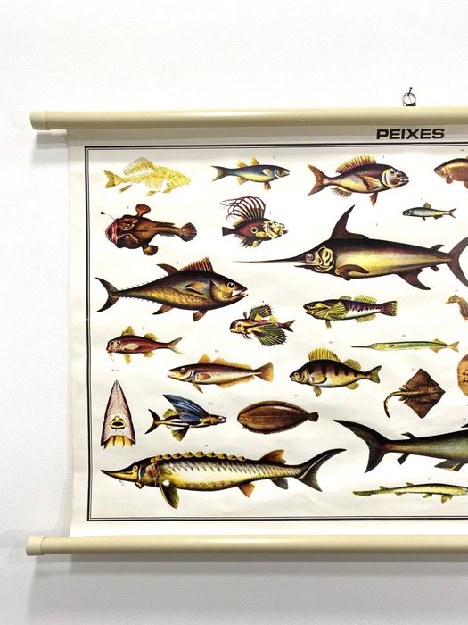 Cartaz escolar - Peixes.