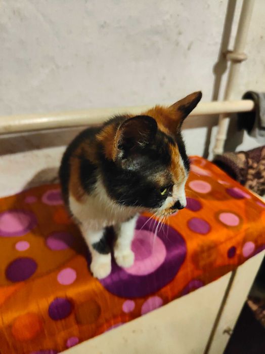 Віддам в добрі руки невелике трьохмастне кошеня