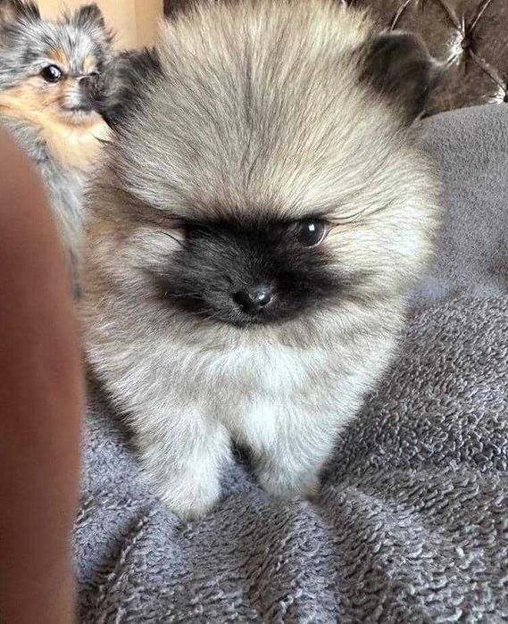 linda cria fêmea de Lulu da Pomerânia
