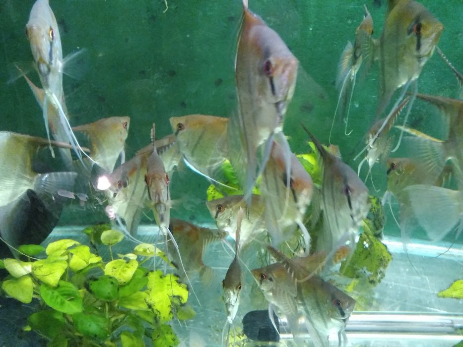 Skalary standard duże